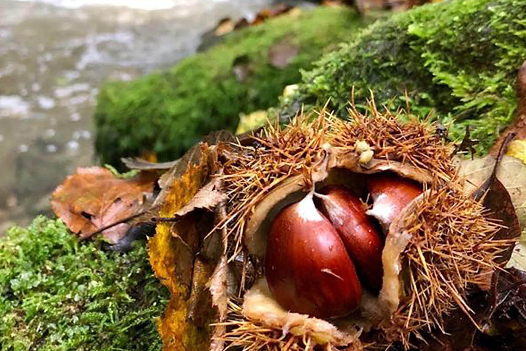 Sapori e rievocazioni Raggiolo ospita la Festa di Castagnatura